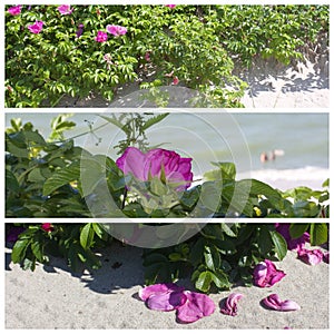 Baltic Landscapes Wild beach Collage Baltic beach