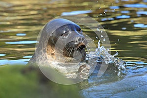 Baltic ringed seal photo