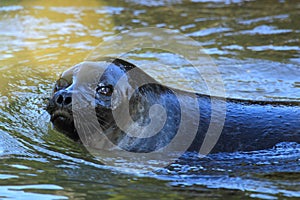 Baltic ringed seal