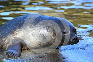 Baltic ringed seal photo