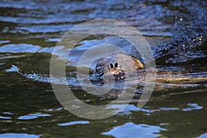 Baltic ringed seal