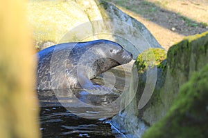 Baltic ringed seal