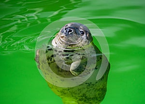 Baltic ringed seal in the water