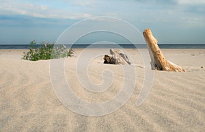 Baltic sea beach with dry wood.