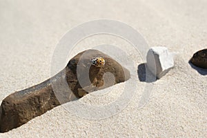 Baltic Sea beach. An insect on a rock on a sandy beach.