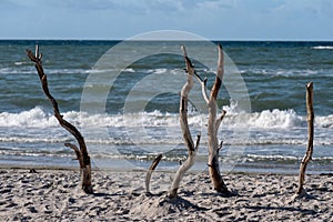 Baltic sea coast on Darss