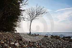 Baltic Sea coast on the island Ruegen, Germany