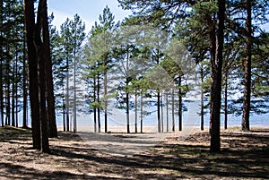 Baltic sea coast, pine trees and a sand shore on summer sunny day