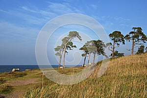 Baltic Sea coast with sand and pine trees