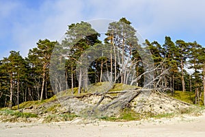 Baltic sea coast in spring, pine forest with trees broken by storms