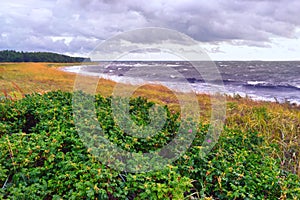 The Baltic Sea coast in summer