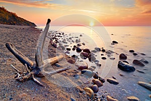 Baltic Sea coast tranquil sunshine. Trunk on beach