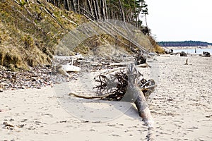 Baltic Sea coast with wind and water felled tree trunks