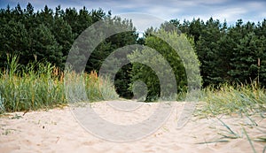 Baltic sea coastline in Latvia. Sand dunes with pine trees