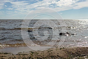 Baltic sea, fin gulf coast in summer sunny day