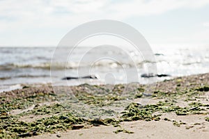 Baltic sea, fin gulf coast in summer sunny day