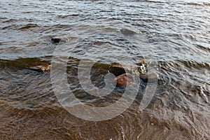 Baltic sea, fin gulf coast in summer sunny day