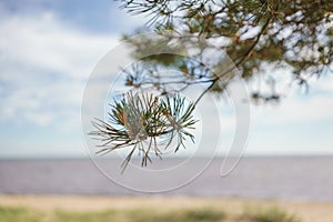 Baltic sea, fin gulf coast in summer sunny day with pine tree in front