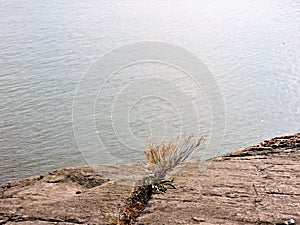 Baltic sea and plants on the rocks in Helsinki, Finland