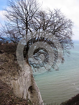 Baltic Sea. A tree. Power to live, power to survive.