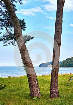 Baltic Sea with trees and the cliffs in Binz. Pomerania, Germany