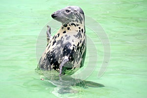 Baltic seal. Zoo Kaliningrad.