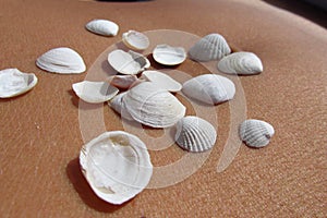 Baltic seashells on the skin 5. BaÅ‚tyk.