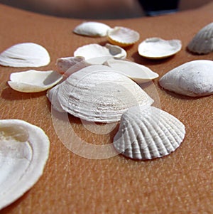 Baltic seashells on the skin 6. BaÅ‚tyk.