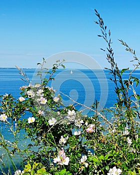 #balticsea #ostsee #sea #nature #landschaft #landscape #natureview #horizont #view