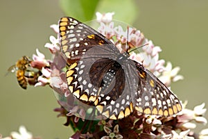 Baltimore Checkerspot Butterfly