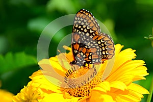 Baltimore Checkerspot butterfly