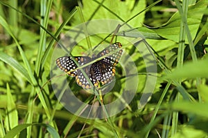 Baltimore Checkerspot Butterfly  813434