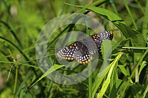 Baltimore Checkerspot Butterfly  813435