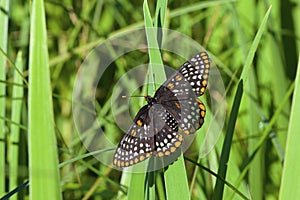 Baltimore Checkerspot Butterfly  813439