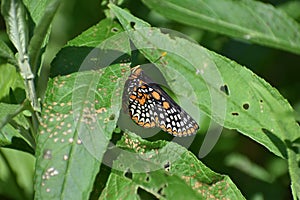 Baltimore Checkerspot butterfly resting