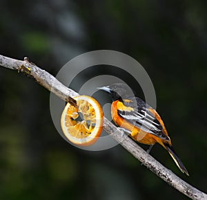 Baltimore oriole