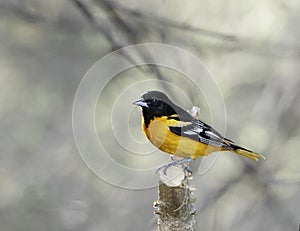 Baltimore oriole