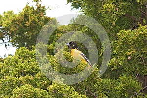 Baltimore Oriole  700597