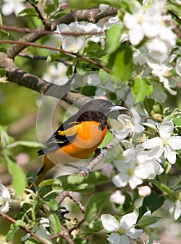 Baltimore Oriole and Apple Blossoms