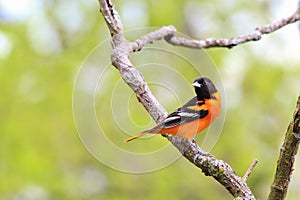 Baltimore Oriole - Beauty of Gold