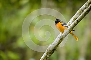 Baltimore Oriole bird