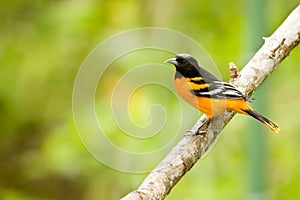 Baltimore Oriole bird