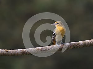 Baltimore Oriole, Female, Icterus galbula