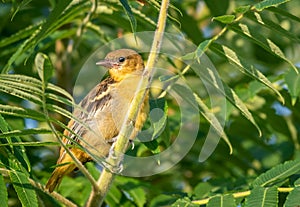 Baltimore Oriole fledgling closeup in tree on early summer morning photo