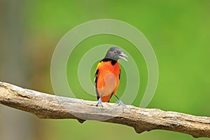 Baltimore Oriole - Green and Gold