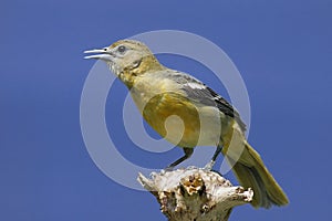 Baltimore Oriole (Icterus galbula)