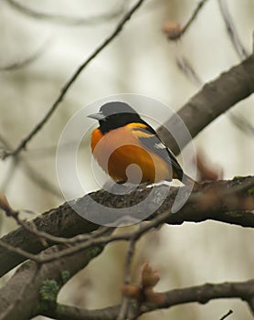 Baltimore oriole, icterus galbula