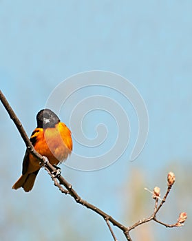 Baltimore oriole, icterus galbula