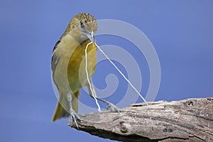 Baltimore Oriole (Icterus galbula)