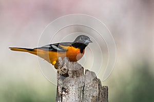 Baltimore Oriole Icterus galbula bird